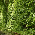 Tunnel of Love, Klevan, Ukraine
