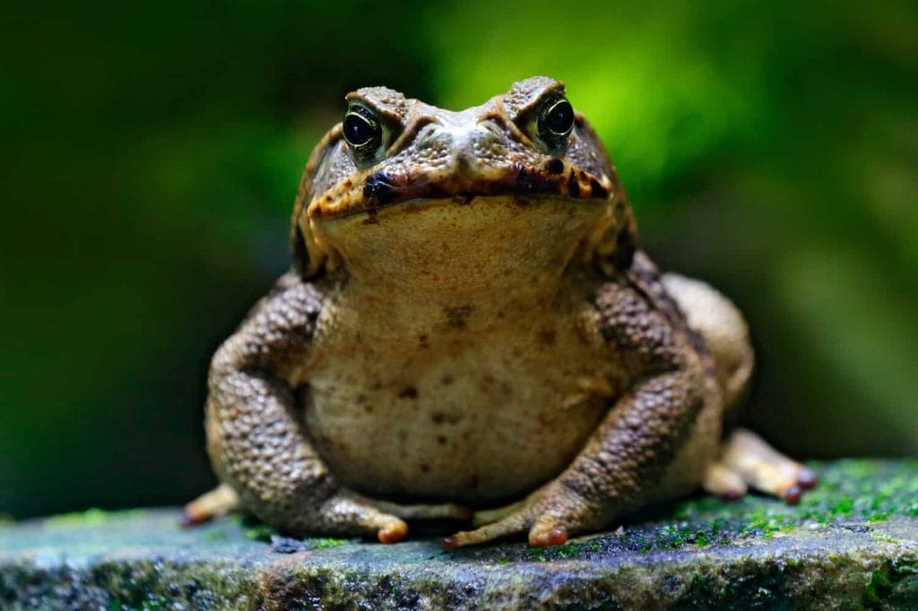 Cane toad