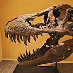 Stan the T. Rex Skeleton Sells For $31.8 Million