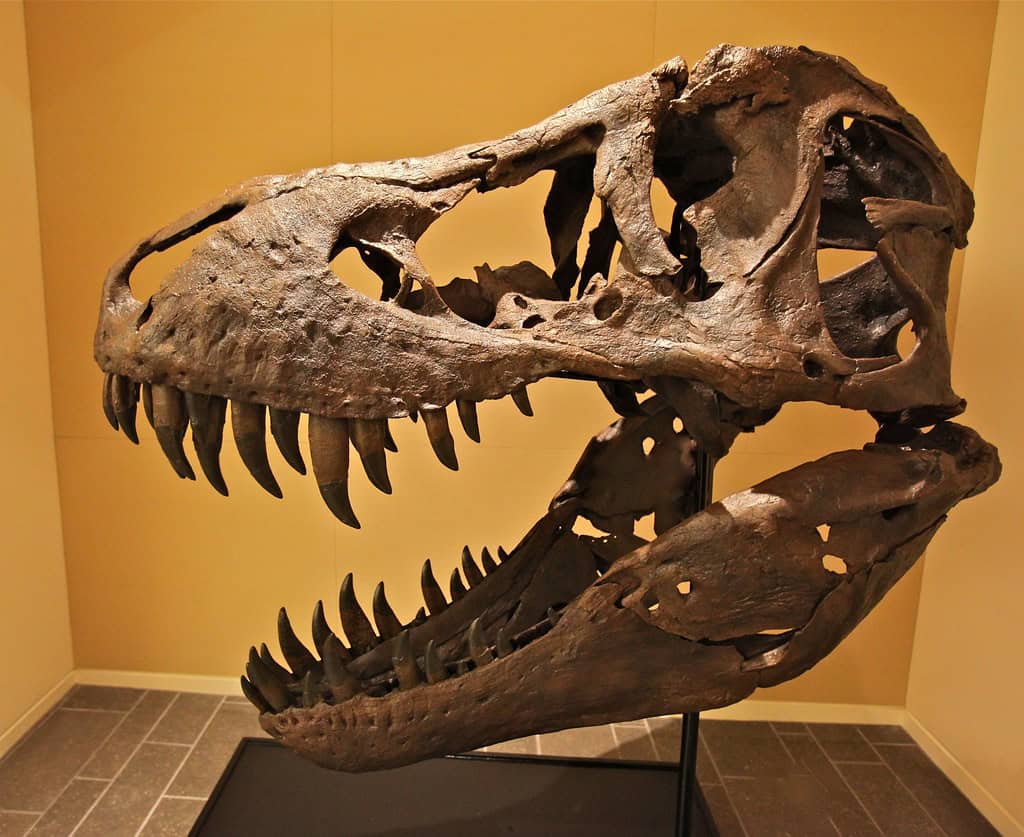 Stan the T. Rex Skeleton Sells For $31.8 Million