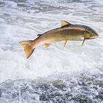 5. Penobscot River, Maine