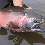 6. Bristol Bay, Alaska (Cont.)