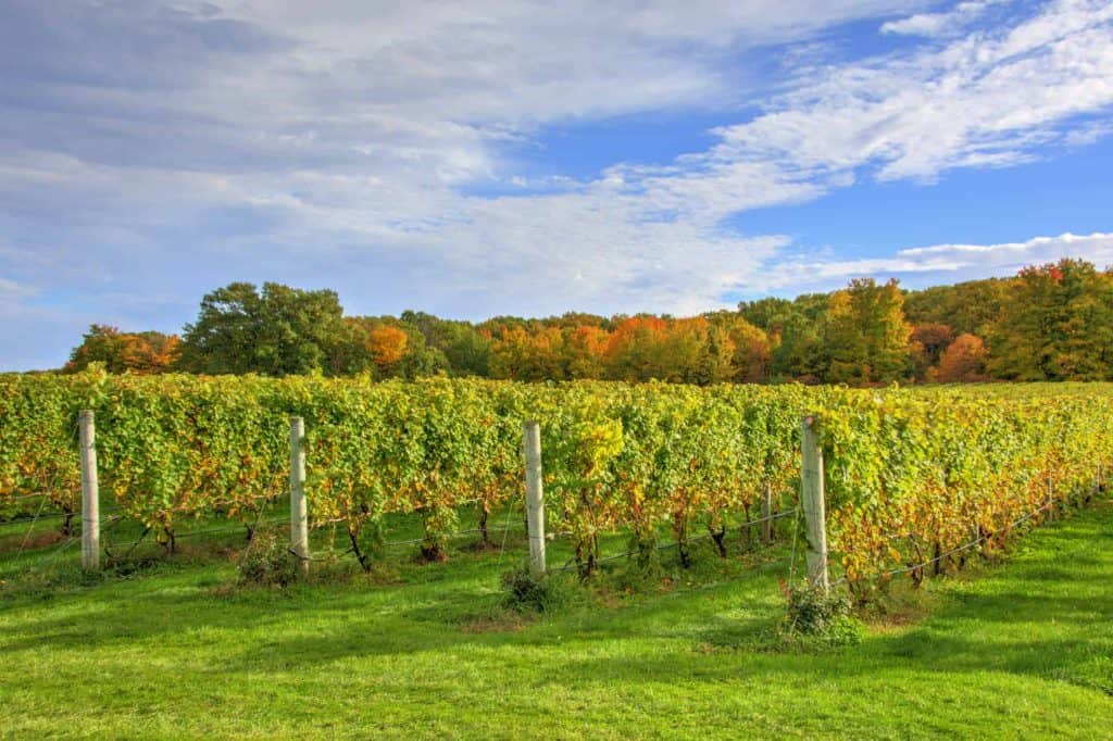 Vineyard in the fall, near Traverse City, Michigan