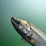 2. Lake Oahe, South Dakota (Cont.)