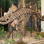 Ken Griffin’s Record $44.6 Million Stegosaurus ‘Apex’