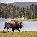 Wildlife Living In And Around Yellowstone Lake