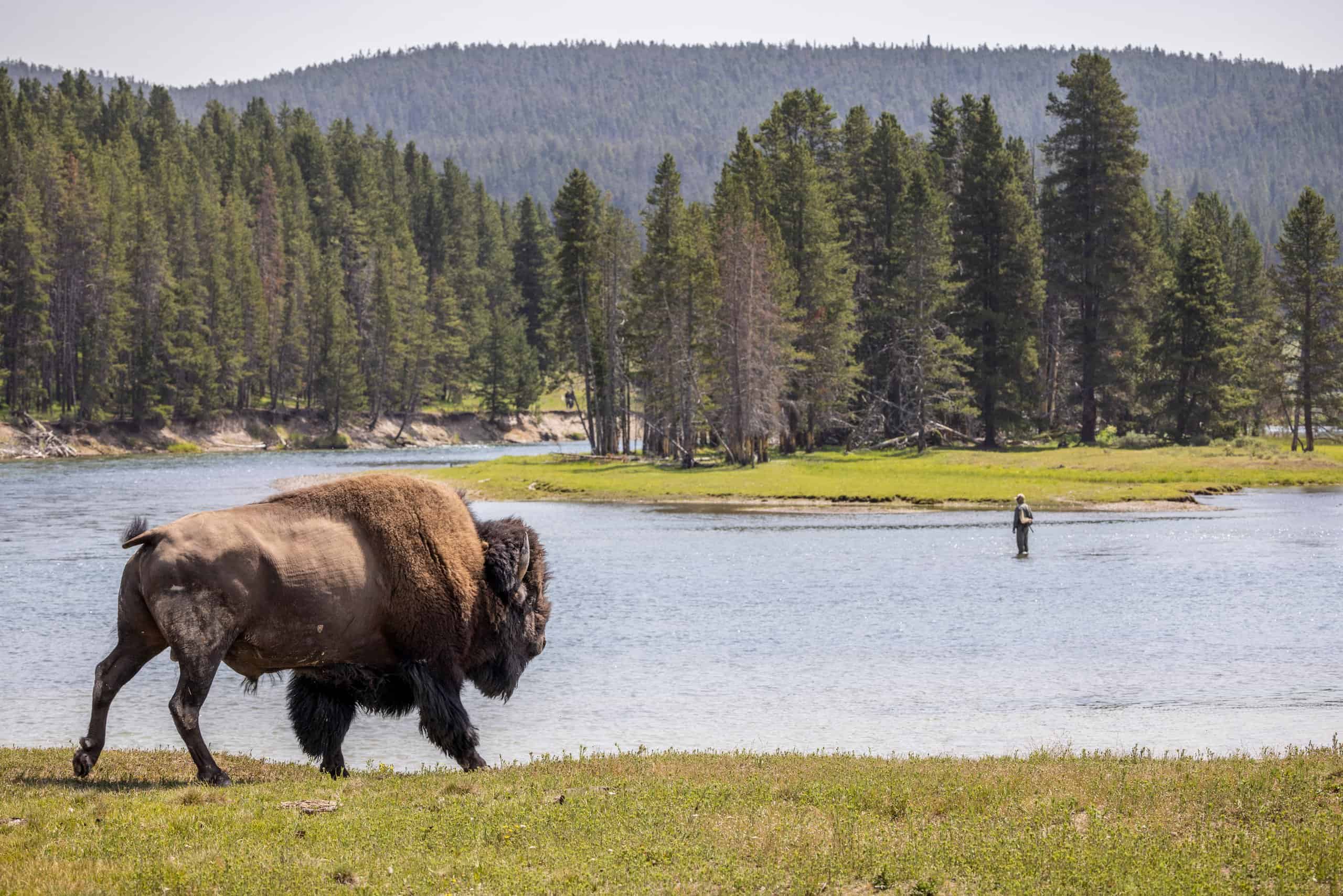 Wildlife Living In And Around Yellowstone Lake