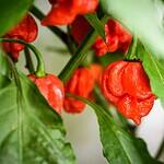 Scoville Scale: How Hot Is a Scorpion Pepper?