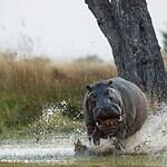 6 Famous People Killed in Shocking Wild Animal Attacks