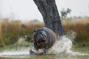 Aggressive hippo male attacking the car. Huge hippo male intimidating the opponent. Wild animal in the nature habitat. African wildlife. This is Africa. Hippopotamus amphibius.