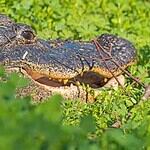 Dangerous and Deadly Animals Found in Each U.S. State