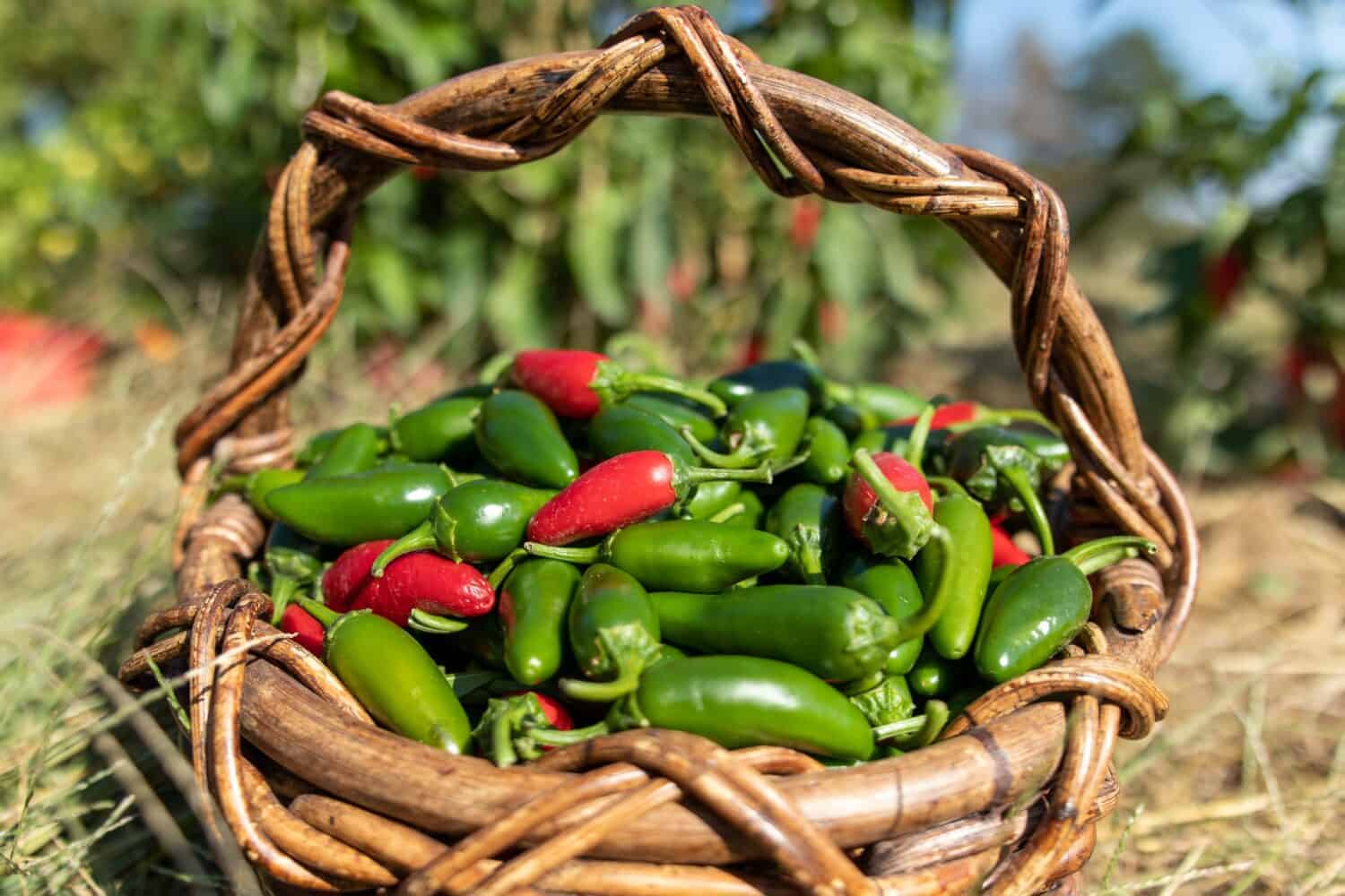 Jalapenos Peppers