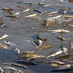 7. Kvichak River (Cont.)