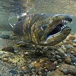 8. Salmon River, New York