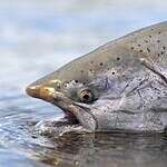 1.5. Kenai River, Alaska: World Record
