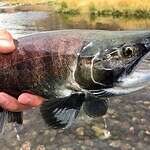 8. Salmon River, New York (Cont.)