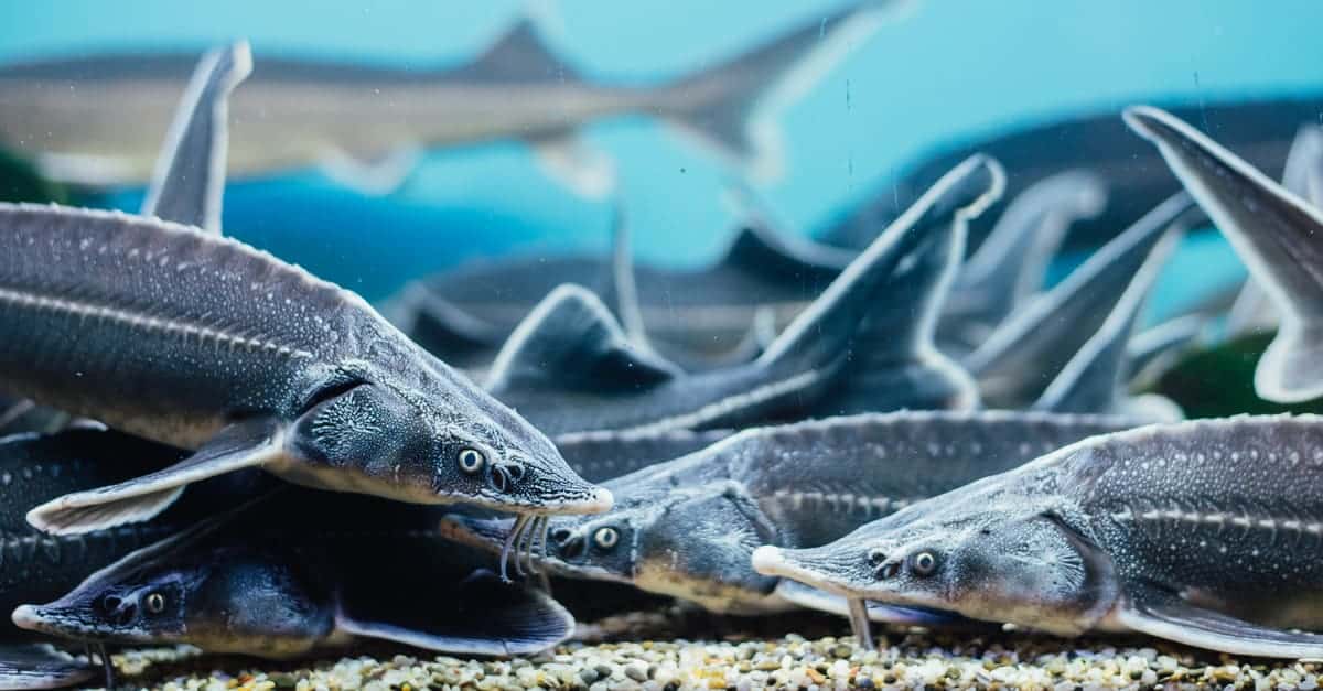 How is Kazakhstan Helping Restore the Aral Sea?
