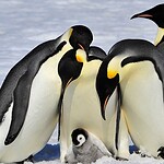 3. There Are Penguins in Antarctica