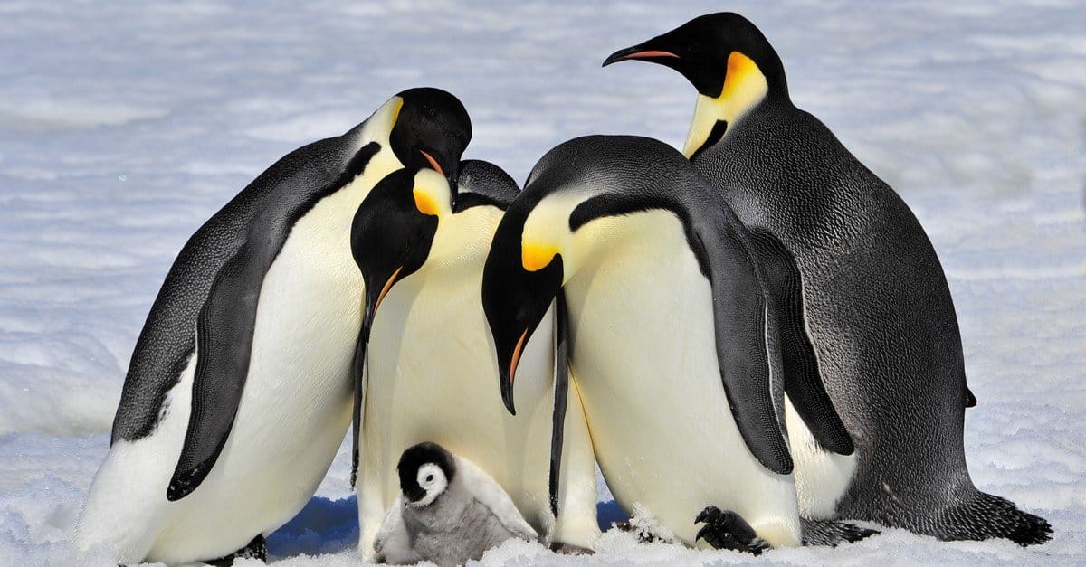 3. There Are Penguins in Antarctica
