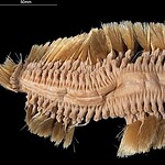 30. Worms Are Found in Antarctica