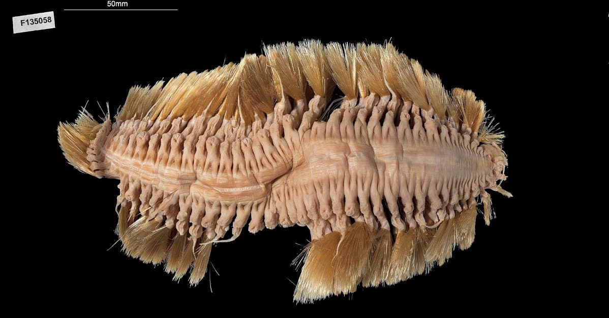 30. Worms Are Found in Antarctica