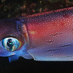 29. Antarctic/Colossal Squids Are Gigantic