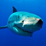 What is the "White Shark Café"?