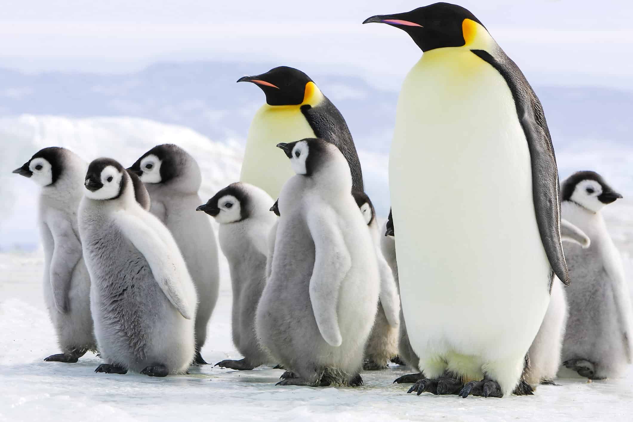 24. Wild Emperor Penguins Only Live in Antarctica