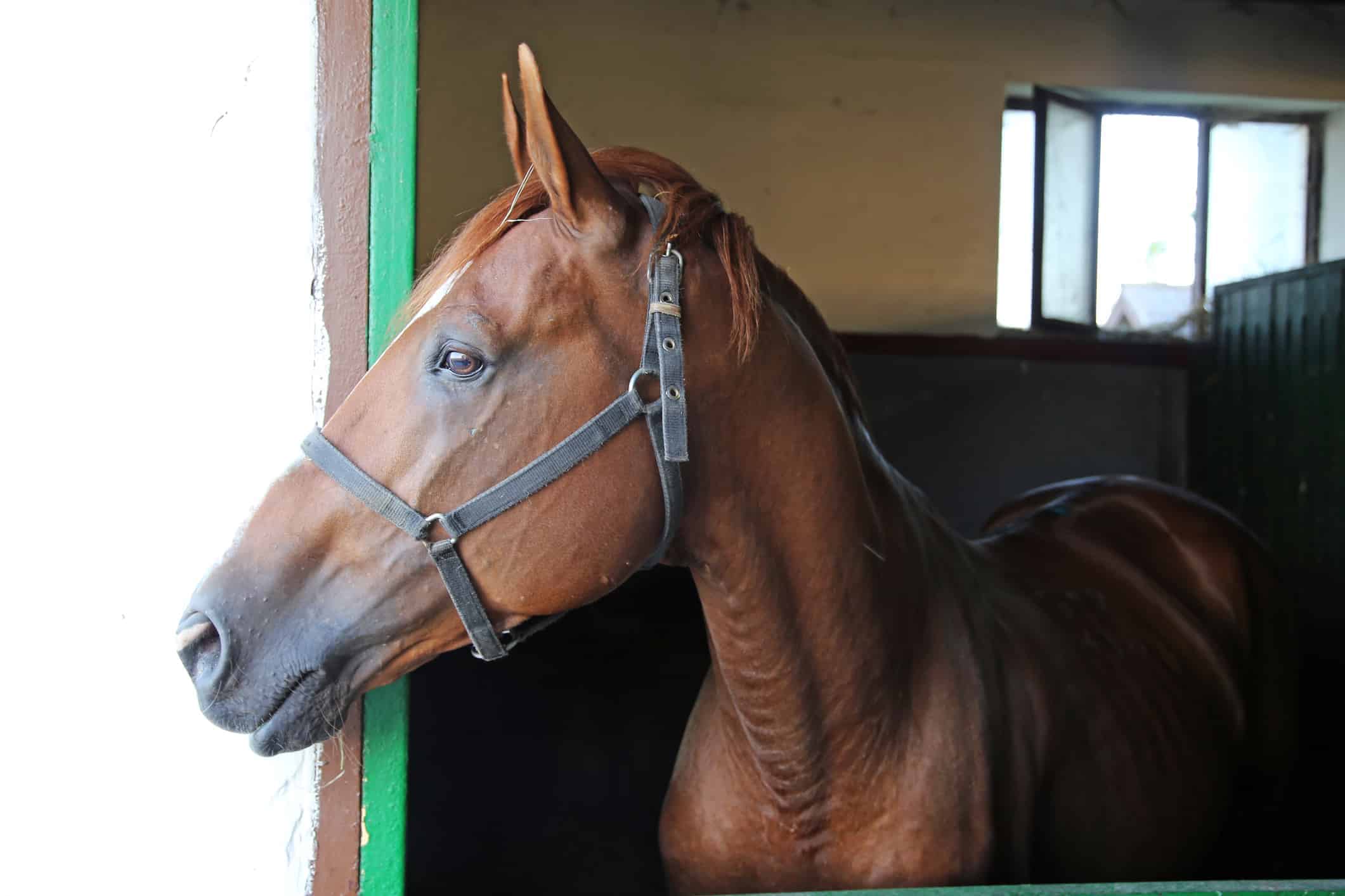 A High-Stakes Breeding Investment