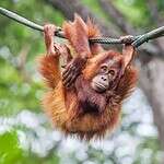 What Are Animals That Live in Trees Called?