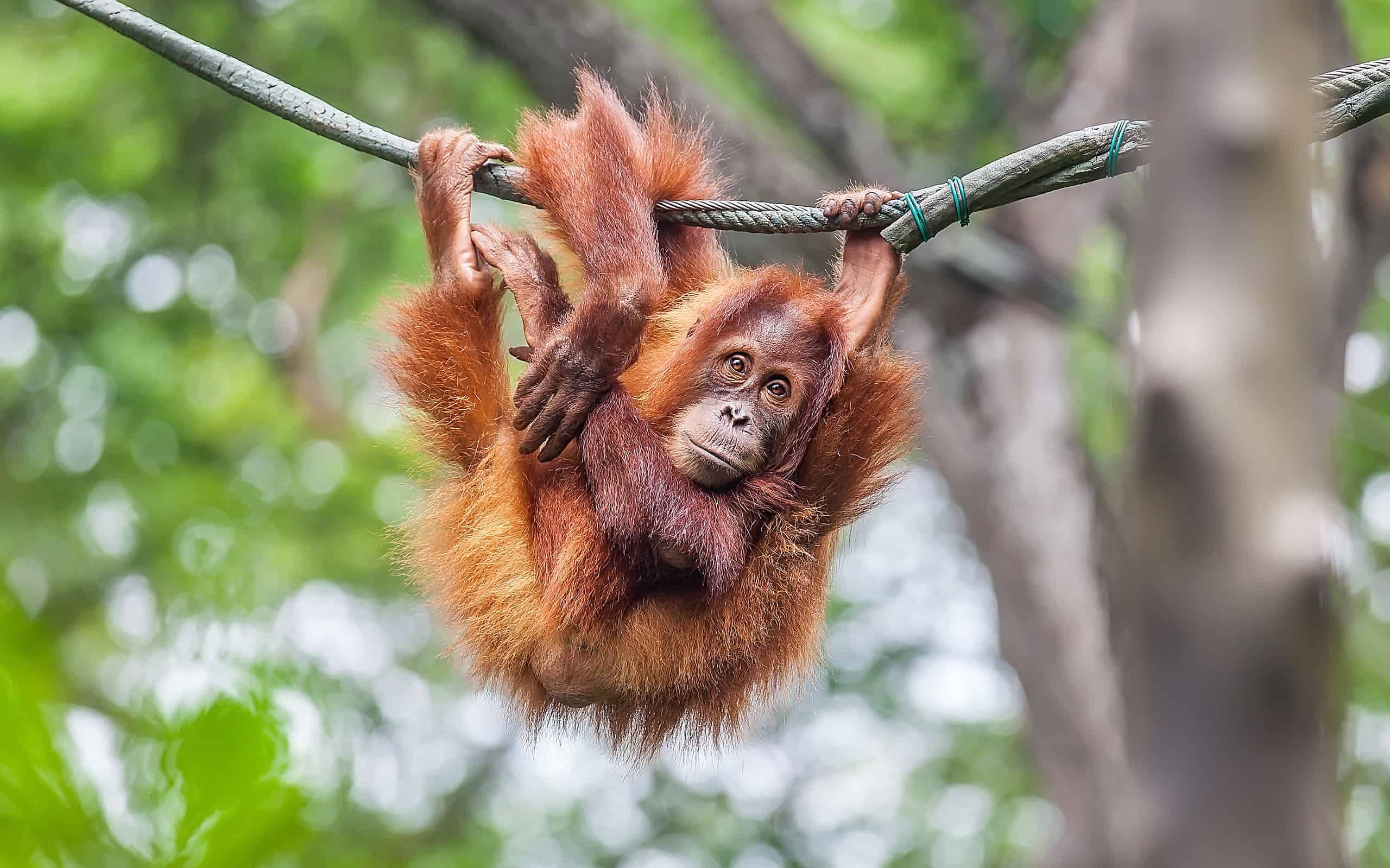 What Are Animals That Live in Trees Called?