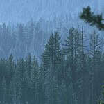 A Storm in the Forest