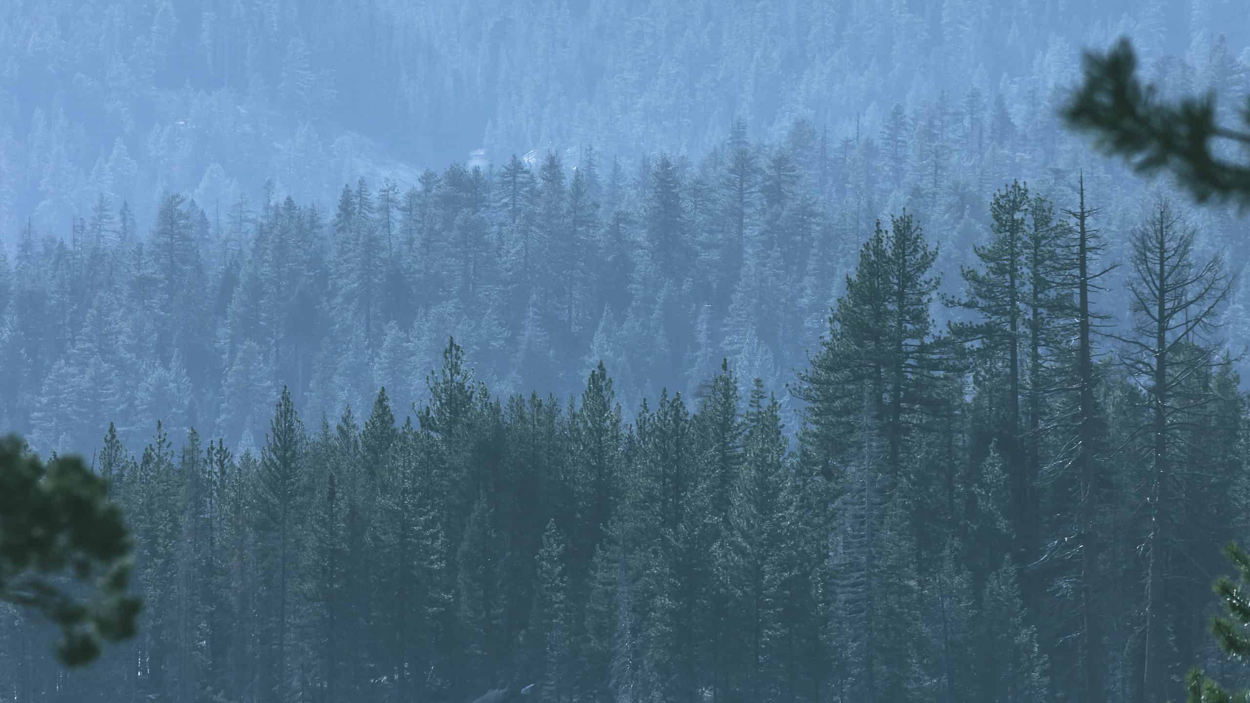 A Storm in the Forest