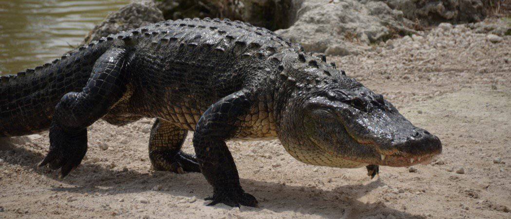 This Massive Alligator Was Heavier Than a Grand Piano