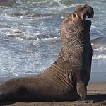 When do the Great whites head back to theCalifornia/North American shores?