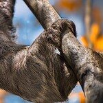Well-Known Arboreal Animals