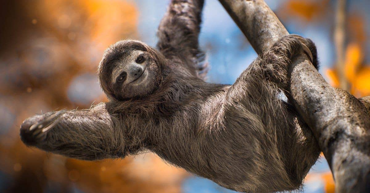 Well-Known Arboreal Animals