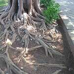 How Deep Are Tree Roots Normally?