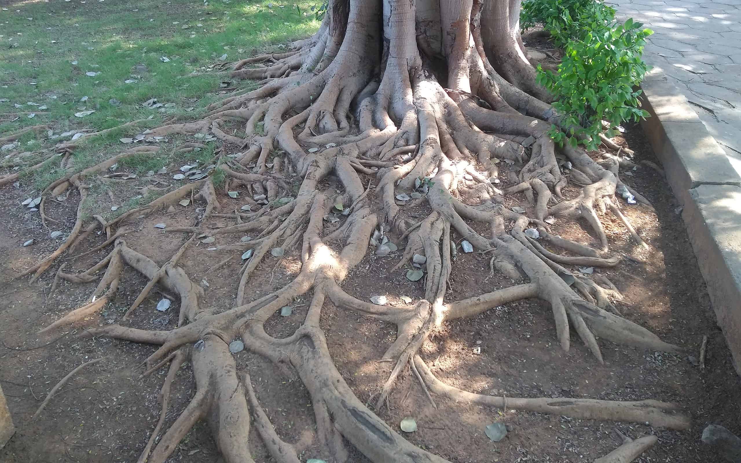 How Deep Are Tree Roots Normally?