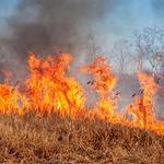 More About Wildfires in Kansas