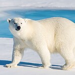 7. Polar Bears Do Not Live in Antarctica