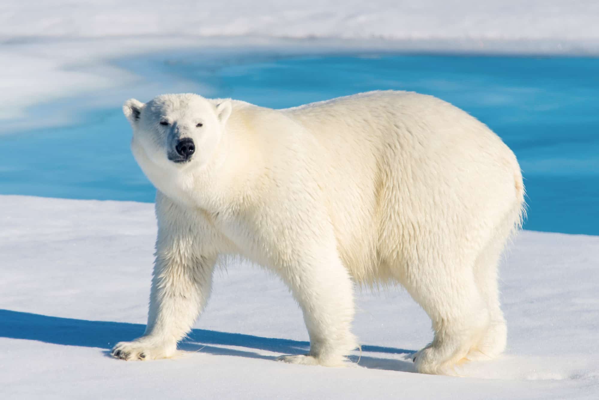 7. Polar Bears Do Not Live in Antarctica