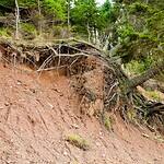 How Do Tree Roots Normally Work?
