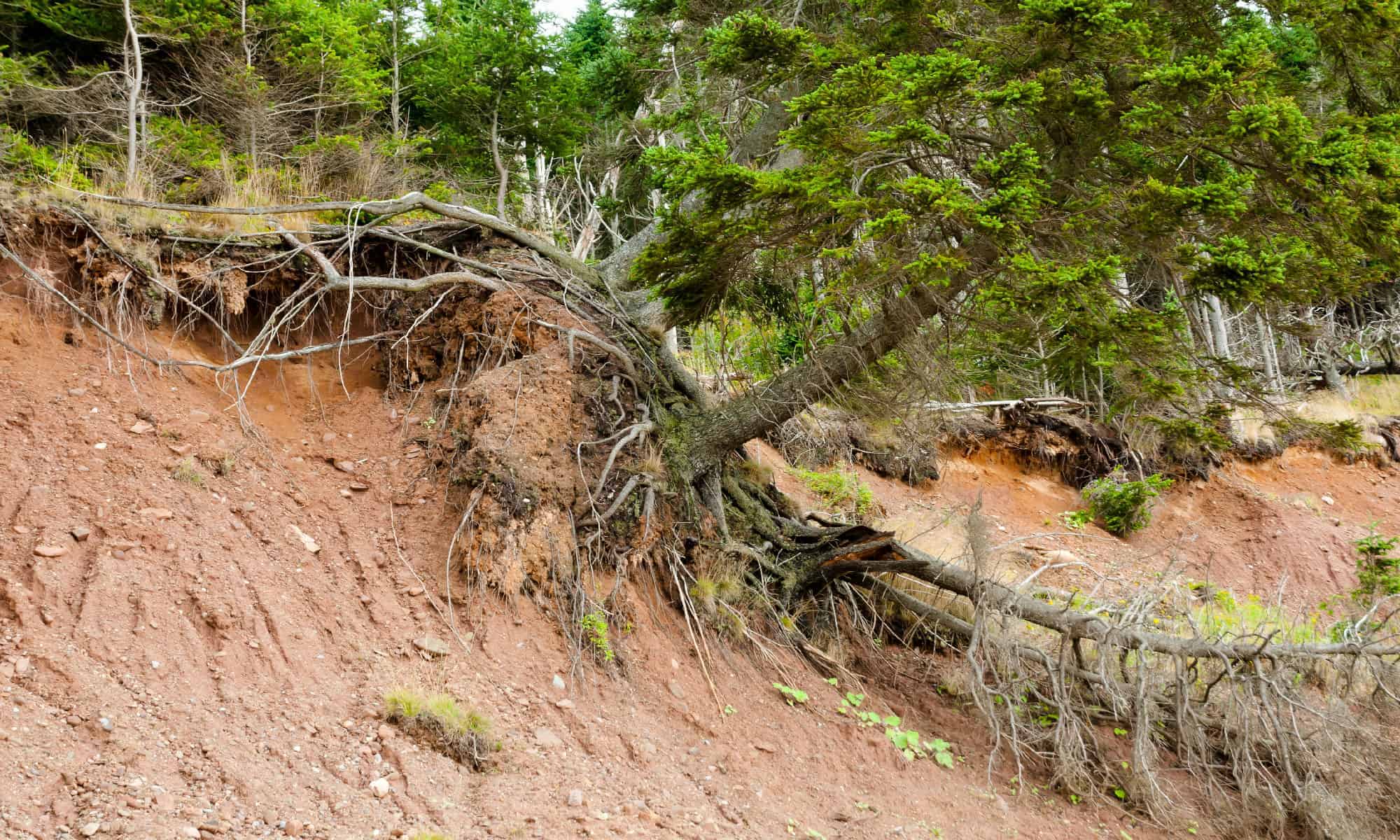 How Do Tree Roots Normally Work?