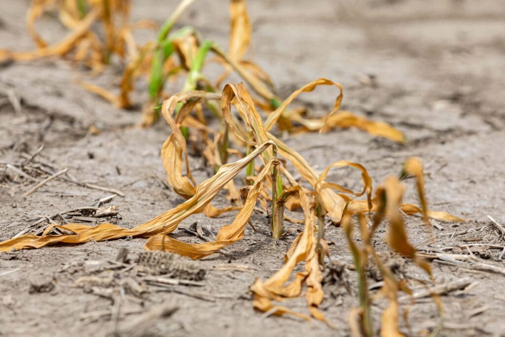 Drought | Corn plants wilting and dead in cornfield. Herbicide damage, drought and hot weather concept