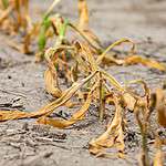 10. Western Drought and Heat Wave