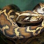 8. Florida vs. Georgia