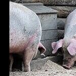 4. Iowa Has More Pigs Than People