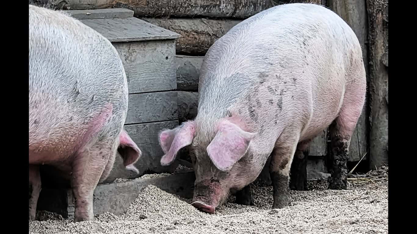 4. Iowa Has More Pigs Than People
