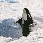 9. Orca Whales Can Be Found Here